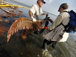 Alrededor de 527 pájaros en toda la costa del Golfo recogieron muertos las autoridades costeras, durante un periodo de 45 días. AP  /