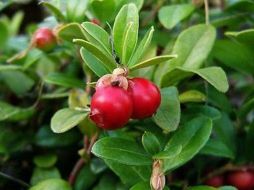 El arándano es una fruta pequeña y redonda de color azul o rojo. ESPECIAL  /