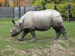 Sus restos se encontraron hace dos semanas murió en febrero o en marzo. ESPECIAL  /