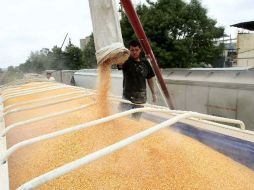 Ya se iniciaron las siembras de este cereal aunque todavía no ha llovido. ARCHIVO  /