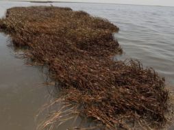 La marea negra del Golfo de México ya se ha extendido a Luisiana y Florida. EFE  /