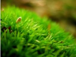 Ahora este material sirve para platos, vasos y tapas desechables, pero en el futuro servirán para hacer computadoras. ESPECIAL  /