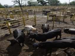 En 2009, autoridades reportaron tres mil 550 animales en cuarentena, por sus residuos positivos al clenbuterol. S. NUÑEZ  /