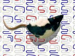 A medida que las ratas aprendían la ruta correcta, cambiaba la actividad, de forma distinta, en los dos circuitos cerebrales. ELPAIS.ES  /