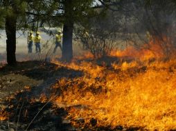 Así lució el bosque en abril de 2005, cuando tuvo lugar el peor incendio registrado en los últimos años. ARCHIVO  /
