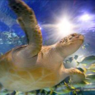 Trafican con tortugas en peligro de extinción