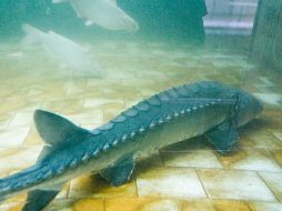 El esturion es hoy en día una especie en peligro. ESPECIAL  /
