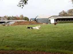 Agricultores y ganaderos no se vean limitados en su trabajo por patentes biológicas. ESPECIAL  /
