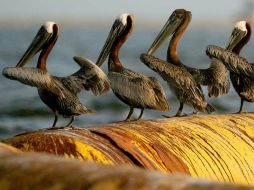 Peces, mariscos y aves se encuentran amenazadas en la superficie. AFP  /
