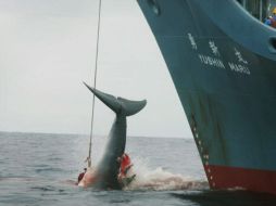 El grupo antiballenero está liderado por Australia y Latinoamérica. ESPECIAL  /