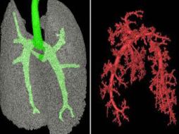 Éste es un primer paso hacia la regeneración de pulmones enteros para animales más grandes. SCIENCE  /