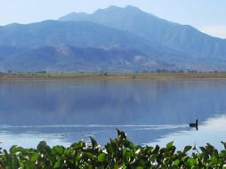 El lirio se acumuló en las orillas de la Presa la Vega. PEDRO FERNANDEZ SOMELLERA  /