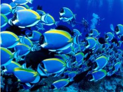 El sonido pone en peligro su reproducción y supervivencia. ESPECIAL  /