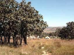 La denuncia señala que el fraccionamiento La Cima invadió el bosque al instalar una malla ciclónica. ARCHIVO  /