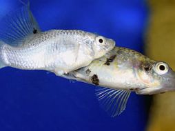 El pez 'molly' tienen un apareamiento complicado. EL MUNDO. ES  /