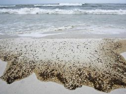 El derrame ha amenzado las playas de todo el Golfo de México. EFE  /