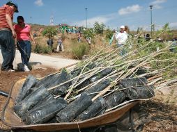 La reforestación de EXTRA en El Centinela pretende disminuir la presión contra la gran reserva boscosa. A. CAMACHO  /