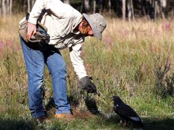 Hank Chalmers cuida y cura aves de rapiña heridas, enfermas o que fueron sustraídas de su hábitat. EFE  /