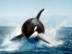 Las mujeres y dos especies de ballenas son las únicas que tienen la menopausia. ESPECIAL  /