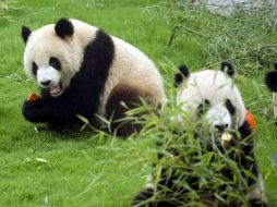 El oso panda es uno de los animales en mayor peligro de extinción del mundo. EFE  /