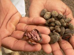 Beber cacao con niveles elevados de flavonoides reducía significativamente la presión arterial sistólica. ESPECIAL  /