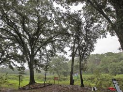 Las dependencias ambientales “rebautizaron” al longevo encino de casi 35 metros de altura, con el nombre de “Cástulo”. S. NÚÑEZ  /