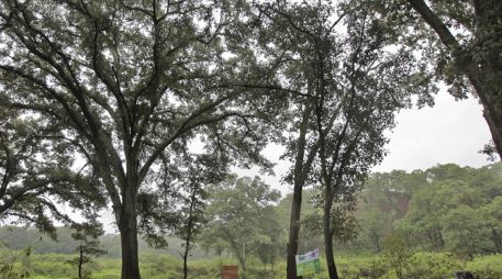 Las dependencias ambientales “rebautizaron” al longevo encino de casi 35 metros de altura, con el nombre de “Cástulo”. S. NÚÑEZ  /