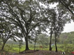 Al hacer conciencia de la importancia de los árboles, se reconoció al viejo encino. S. NÚÑEZ  /