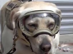 Desde los dos meses de edad, la labrador ha sido entrenada en actividades como la búsqueda de narcóticos y explosivos.