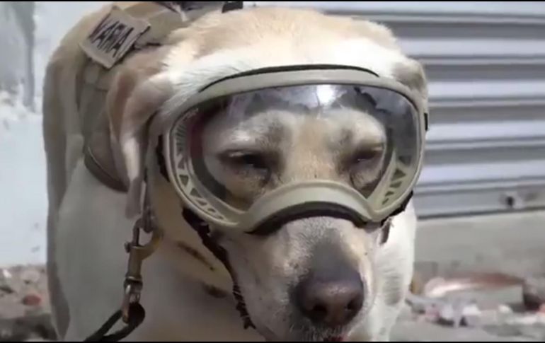 Desde los dos meses de edad, la labrador ha sido entrenada en actividades como la búsqueda de narcóticos y explosivos.