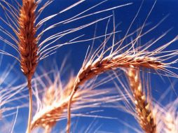 El rendimiento de los cultivos será mayor con este grano. ESPECIAL  /