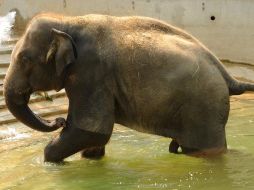 Se puede recibir una multa de hasta 320 dólares. EFE  /