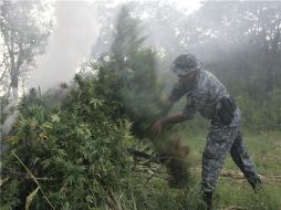 La mariguana fue quemada en el lugar donde fue encontrada por policías estatales. ESPECIAL  /