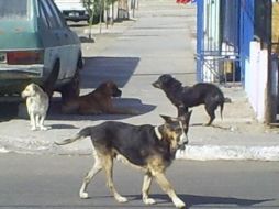 La presencia de perros callejeros en las ciudades no sólo genera problemas ambientales sino también de salud pública. ESPECIAL  /