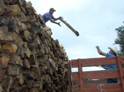 El plan para aumentar las plantaciones forestales en Jalisco se redujo drásticamente. A GARCÍA  /