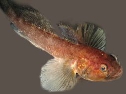 El gobio barbudo ha prosperado en una zona muerta del océano donde escasea el oxígeno. EFE  /