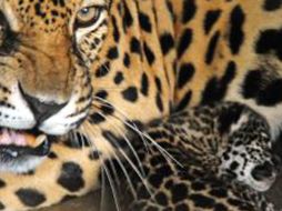 El jaguar se convertirá en la pareja de una hembra del lugar. EFE  /