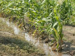 Se han invertido 64 mil millones de pesos en el campo. ARCHIVO  /