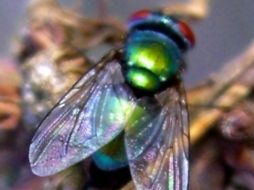 Los insectos ayudan a la policía a determinar el tiempo de descomposición de un cadáver, por ejemplo. ESPECIAL  /