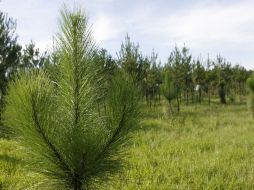 Aspecto del predio reforestado La Puerta de Guadalupe, en el municipio de El Arenal. M. FREYRIA  /