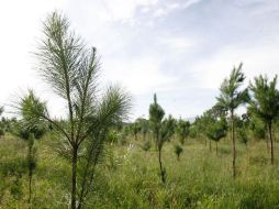 El terreno reforestado, ubicado en la comunidad de Huaxtla, fue donado por un particular y comprende casi siete hectáreas. M. FREYRIA  /