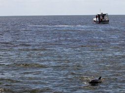 Las tormentas amenzan los intentos por limpiar el petróleo. EFE  /