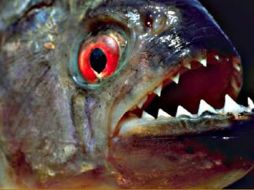 Han confirmado que se trata de una piraña auténtica. ESPECIAL  /