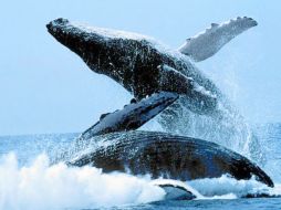 Las ballenas jorobadas serán la atracción ecuatoriana en estos meses. ESPECIAL  /