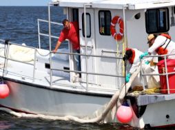 La tormenta tropical Bonnie se disipo antes de tocar las costas de Florida, permitiendo as los trabajadores de BP volver al área. EFE  /