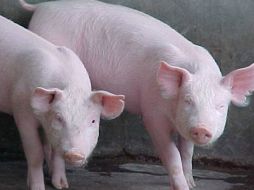 Algunos animales como los cerdos al enfermarse podrían originar nuevos virus. ESPECIAL  /