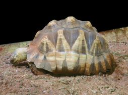 Esta tortuga está en la lista de especies protegidas conocida como CITES. ESPECIAL  /