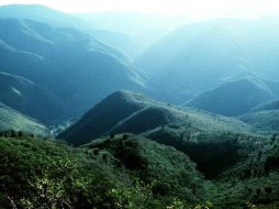 Jalisco se encuentra en el cuarto lugar nacional en reforestación. ARCHIVO  /