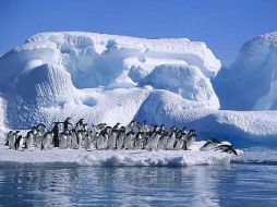 El SCAR recibió en el año 2002 el Premio Príncipe de Asturias de Cooperación Internacional. ESPECIAL  /