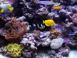 Existe una gran diversidad de hábitat y océanos que sólo han sido investigados parcialmente. ESPECIAL  /